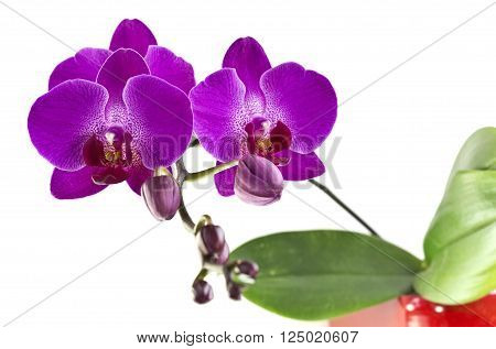 Purple orchid flower belonging to the Orchidaceae a diverse and widespread family of flowering plants