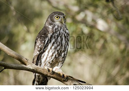 this is close up of a boobook owl