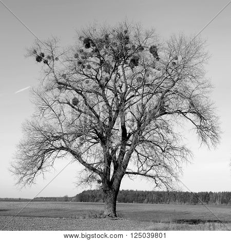 Bare tree without leaves on a sown field