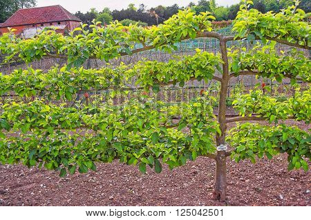 Apple Tree in the Kitchen garden in Audley End House in Essex in the United Kingdom. It is a medieval county house. Now it is under protection of the English Heritage.