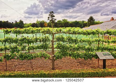Saffron Walden, May 13, 2011: Apple Tree in Organic kitchen garden in Audley End House in Essex in England. It is a medieval county house. Now it is under protection of the English Heritage.