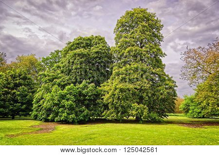 Big old chestnut trees in Park of Audley End House in Essex in England. It is a medieval county house. Now it is under protection of the English Heritage.
