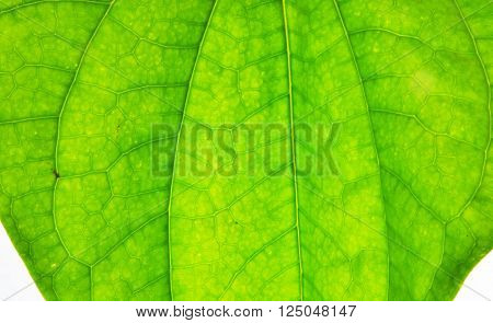 Thai set of old style gum and betel leaf