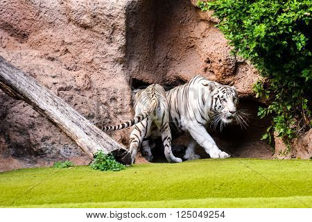 Photo Picture of a Rare White Striped Wild Tiger