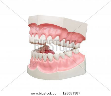Dentoform ,Dental model for demonstration over white
