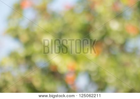 blurred of Sunny green nature background, bokeh light