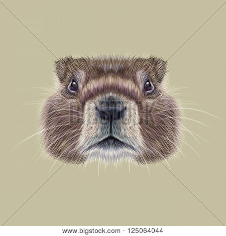 Cute face of meadow Rodentia animal on beige background.