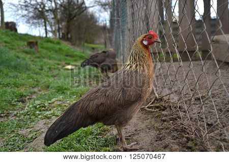 Phoenix chicken walking on the barnyard. Young hen standing alone on traditional rural farm yard