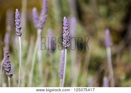 Lavender (lavandula Dentata)