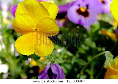 Botanic gardening plant : macro shot of yellow viola cornuta (horned pansy or horned violet)