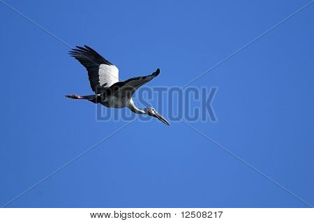 아시아 Openbill 황새