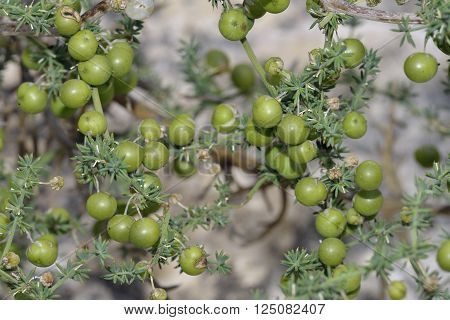 Mediterranean Wild Asparagus - Asparagus acutifolius  Leaves & Fruit