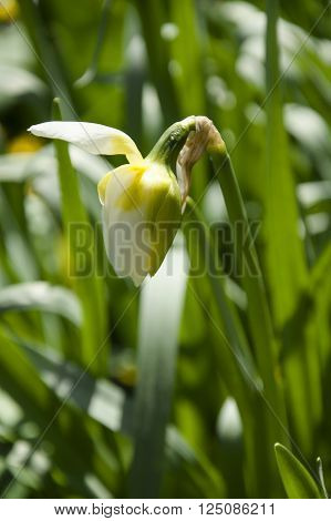 Bud of white daffodil begins to unfold
** Note: Shallow depth of field