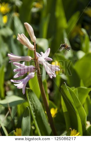 The bee flies up to blooming pink Hyacinth
** Note: Shallow depth of field