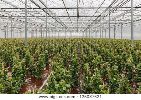 Sundaville flowers growing in a big greenhouse