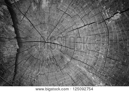 wood texture background oak, old aged hardwood