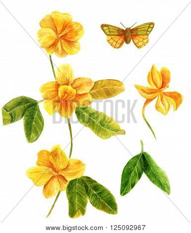 A watercolor illustration of a yellow forsynthia flowers branch in bloom with additional drawings of a flower leaves and a butterfly to be used as design elements hand painted on white background