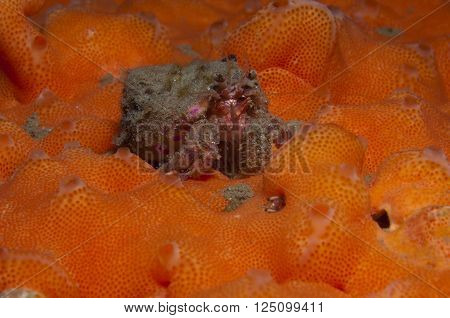 one small hermit crab anemones walking over an orange sponge