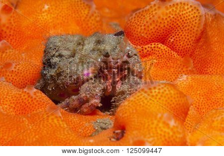 One Small Hermit Crab Anemones