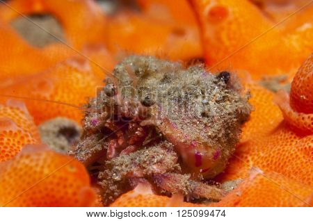 One Small Hermit Crab Anemones