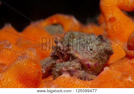 One Small Hermit Crab Anemones