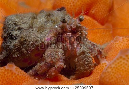 one small hermit crab anemones walking over an orange sponge