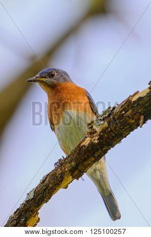 Young Northern Bluebird Perched On A Branch Colorful With Blue S