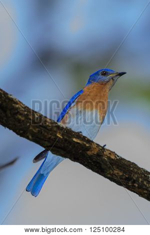 Very Bright Young Northern Bluebird Perched On A Branch Facing R
