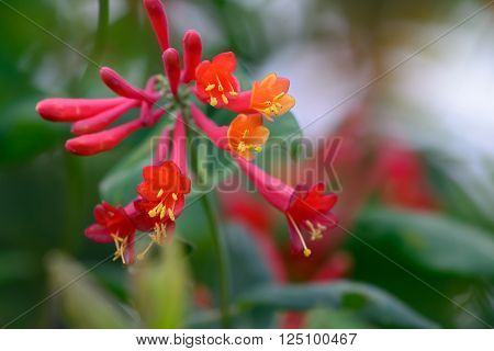 Red trumpet flower with yellow center, Attractive to Hummingbirds