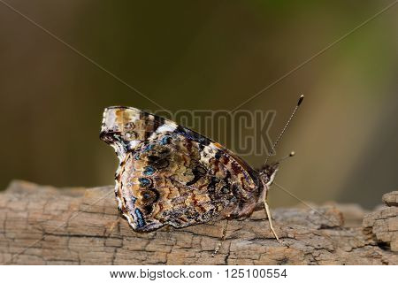 Red Admiral Butterfly on log with wings folded. Colorful, unique