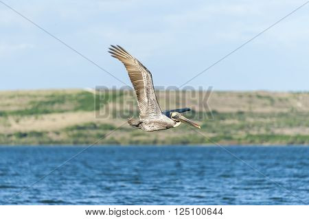 Brown Pelican in flight off Sunken Island in Hillsborough Bay
** Note: Soft Focus at 100%, best at smaller sizes