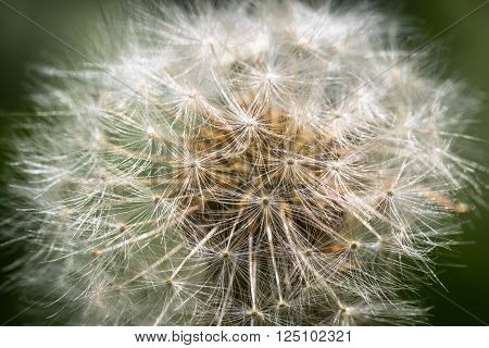 Macro picture of dandelion clock (Taraxacum officinale)