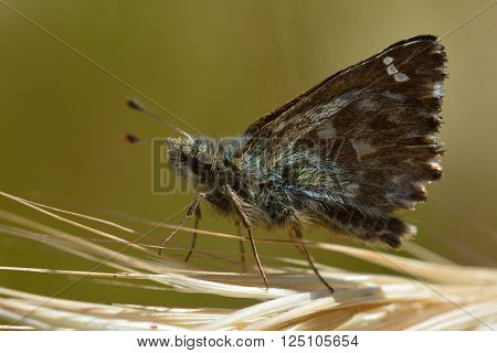 Dingy skipper butterfly (Erynnis tages) perched on grass. A butterfly in the family Hesperiidae at rest, with underside of wings visible