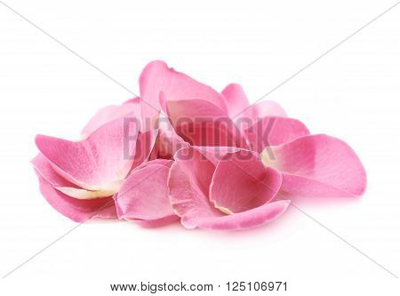 Pile of multiple pink rose petals isolated over the white background