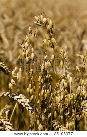 Photographed Close-up Ripe Ear Of Yellow Oats