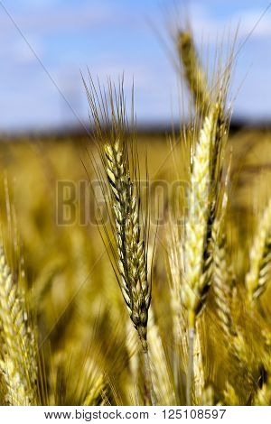 Agricultural Field On Which Grow Up Cereals Wheat, Belarus, Ripe And Yellowed Cereals, Small Depth O