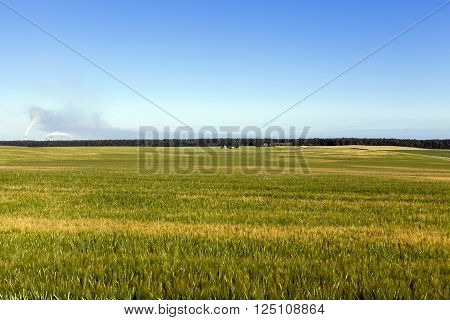Photographed Immature Green Grass In The Summer, Blue Sky