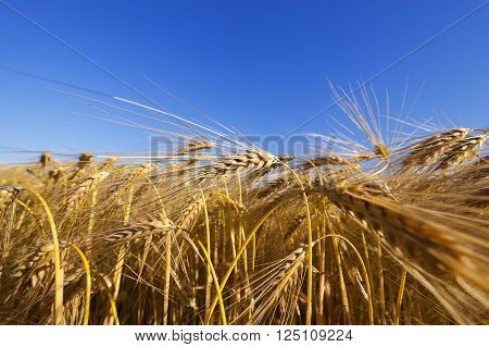 Agricultural Field On Which Grow Up Cereals Wheat, Belarus, Ripe And Yellowed Cereals, Small Depth O