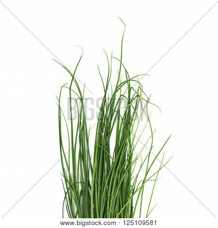 Close-up fragment crop of the green onion scallions, composition isolated over the white background