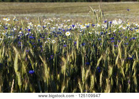 Daisy Growing In The Agricultural Field On Which Grow Up Cereals