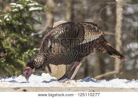 A large turkey feeding early in the morning