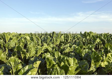 Agricultural Field On Which Grow Beets, Blue Sky