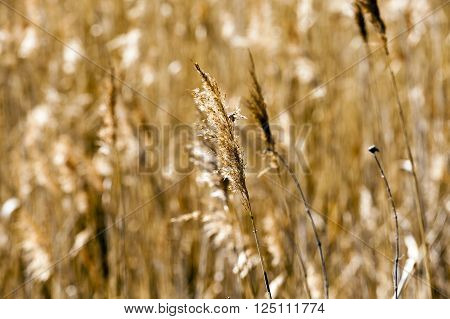 Photographed Close Up Autumn Yellowed Grass. Autumn
