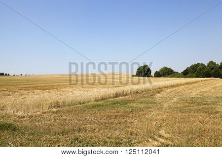 Agricultural Field Where Cereal Harvest Remained Strip With Uncollected Wheat