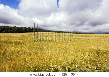 Agricultural Field On Which Grow Up Ready To Harvest Ripe Yellow Cereals