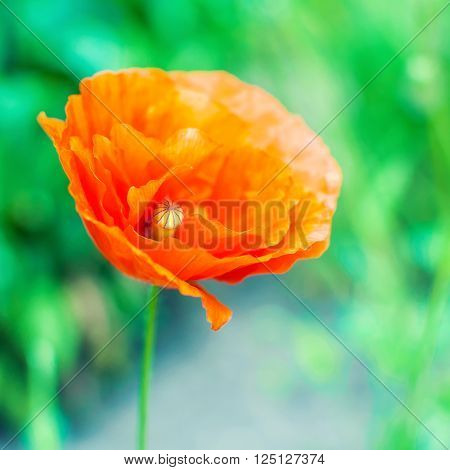 Beautiful photo of poppy in bloom on green meadow background.
