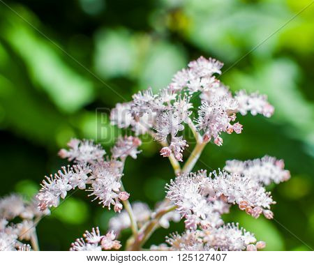 White and pink flowers of Spiraea Japonica Meadowsweet. Selective focus.
