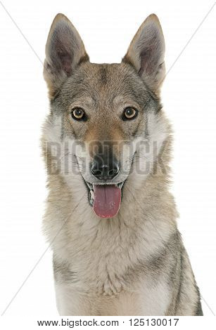 czechoslovakian wolf dog in front of white background