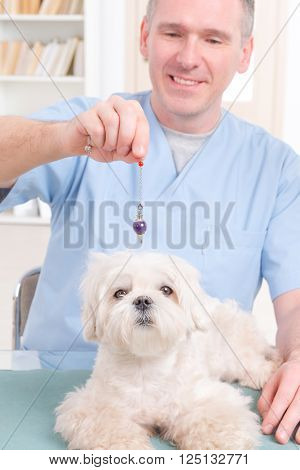 Alternative medicine therapist or vet using pendulum to check dog's health