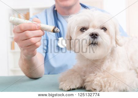 Vet doing moxa treatment on little dog